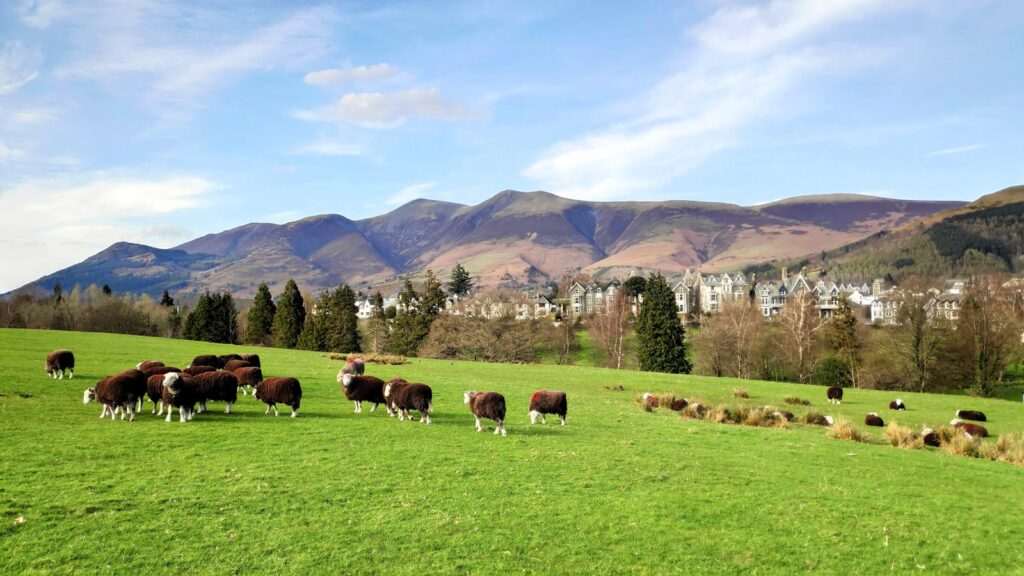 Sheep graze on a sunny green hillside with mountains behind.